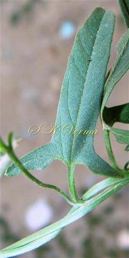  Leaf